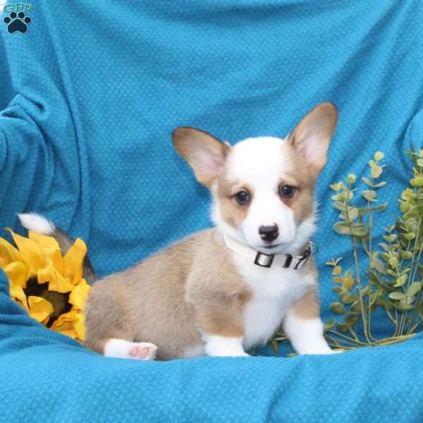 Diego, Pembroke Welsh Corgi Puppy